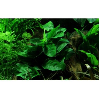 Tropica Anubias barteri var. nana