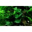 Tropica Anubias barteri var. nana
