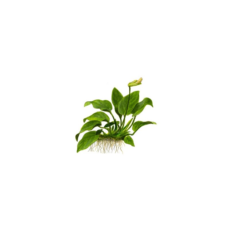Tropica Anubias barteri var. nana