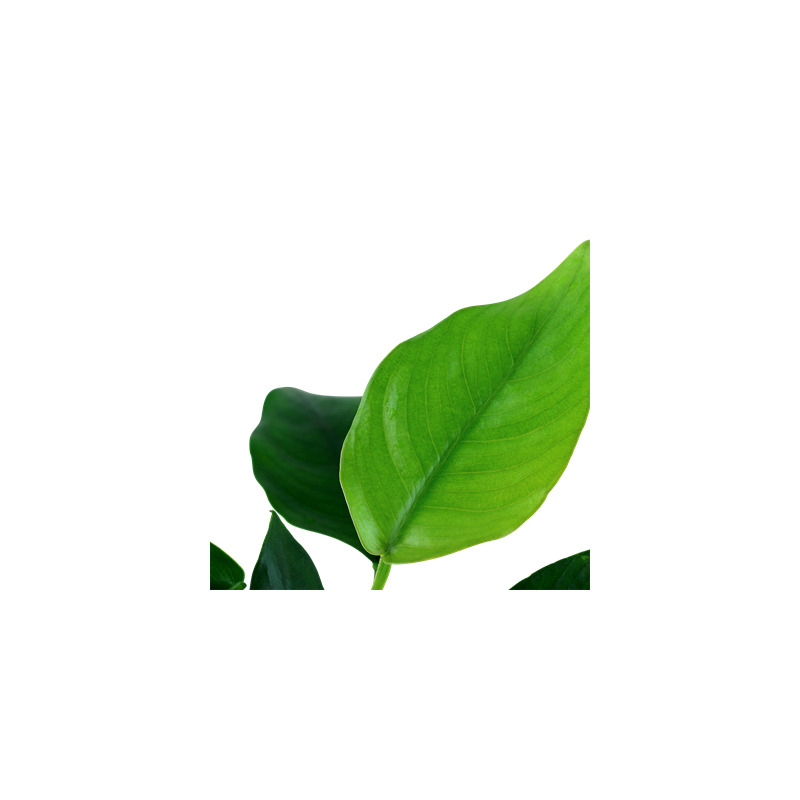 Tropica Anubias barteri var. nana