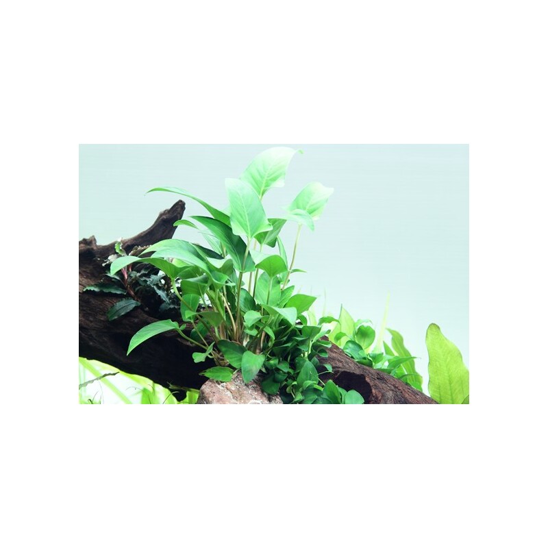 Tropica Anubias gracilis