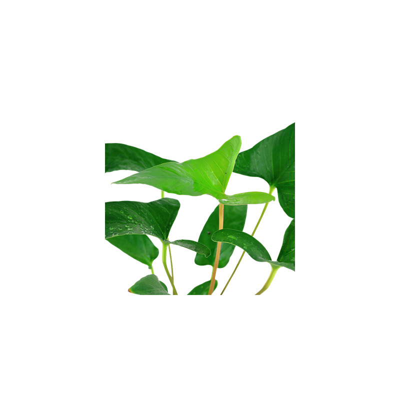 Tropica Anubias gracilis