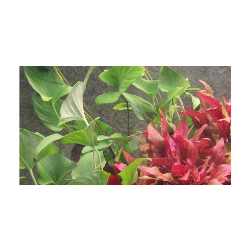 Tropica Anubias gracilis