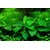 Anubias nana 'Large'