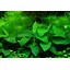 Anubias nana 'Large'