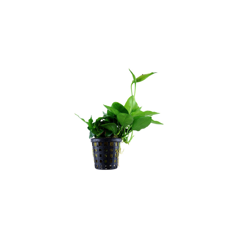 Anubias nana 'Large'