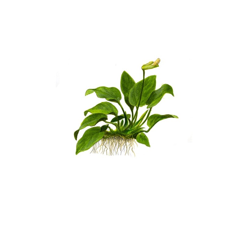 Anubias nana 'Large'
