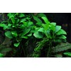 Tropica Anubias 'Petite'