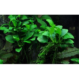 Tropica Anubias 'Petite'
