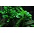 Tropica Anubias 'Petite'
