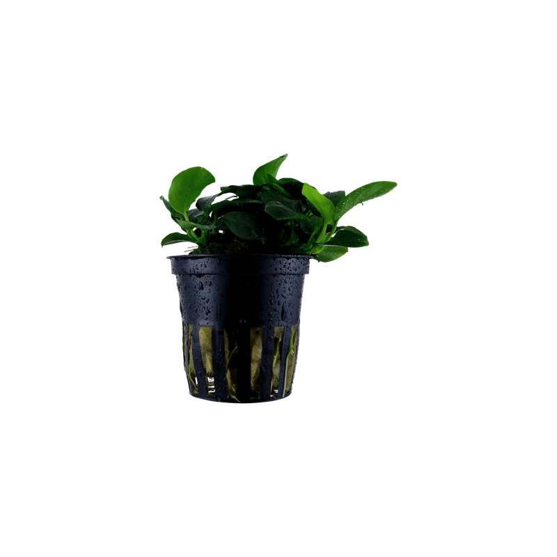 Tropica Anubias 'Petite'