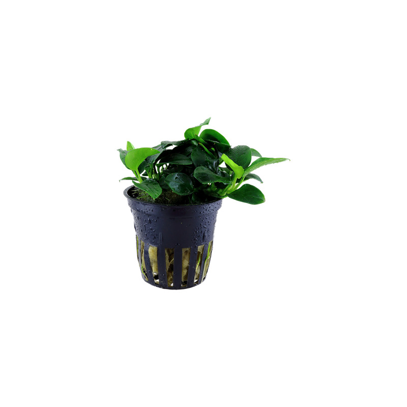 Tropica Anubias 'Petite'