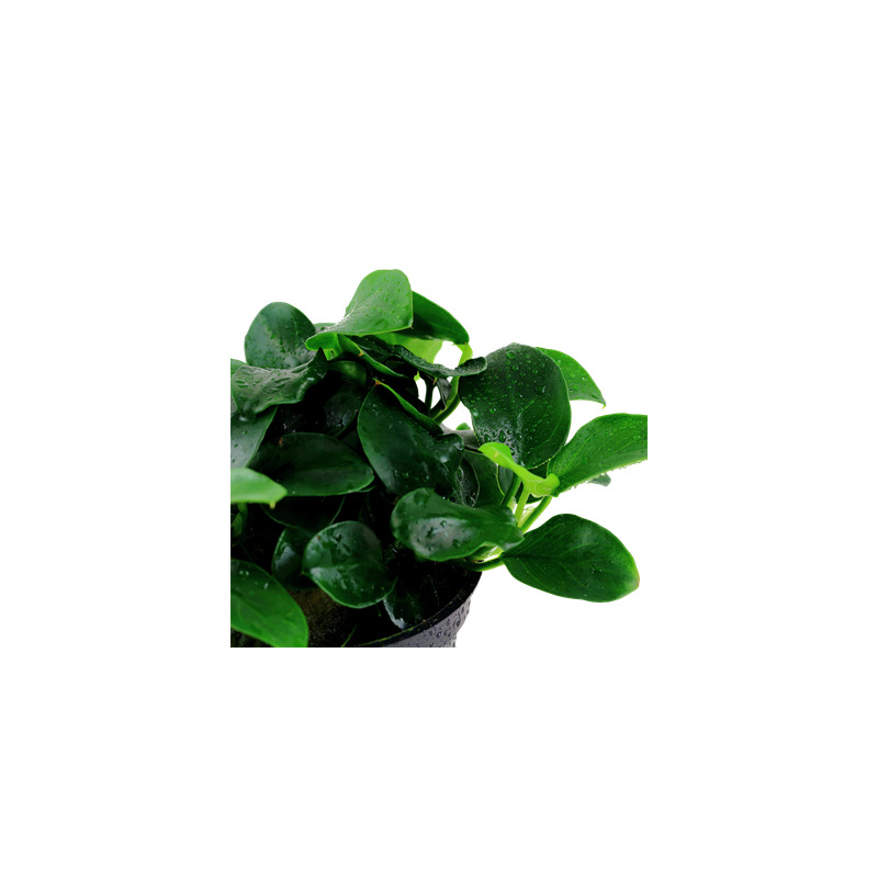 Tropica Anubias 'Petite'
