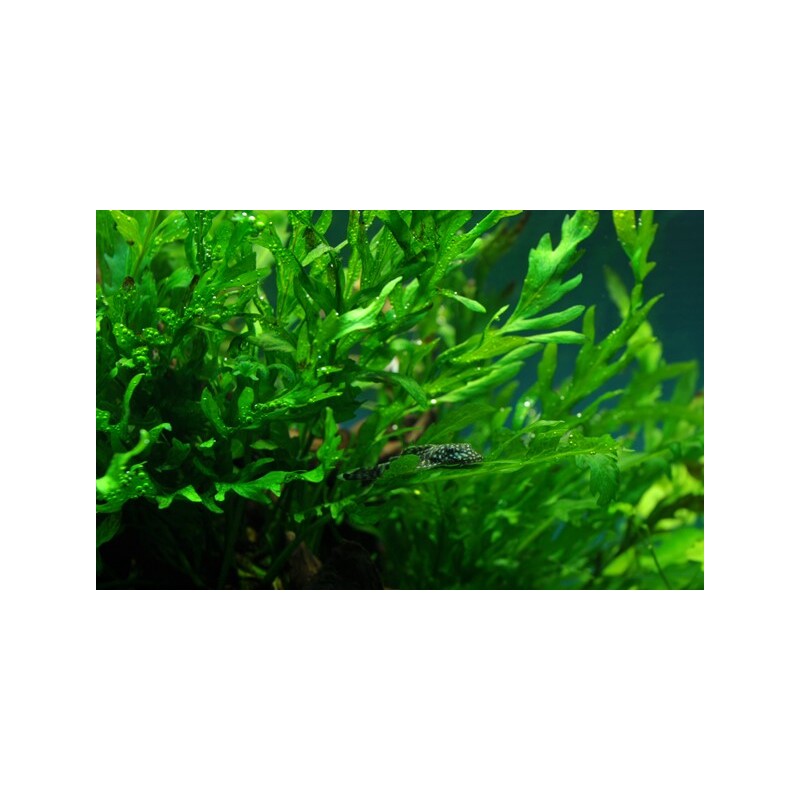 Bolbitis heudelotii