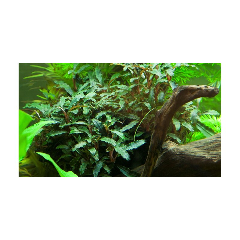 Tropica Bucephalandra sp. 'Red'
