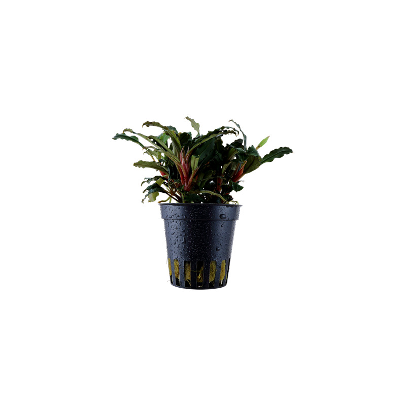 Tropica Bucephalandra sp. 'Red'