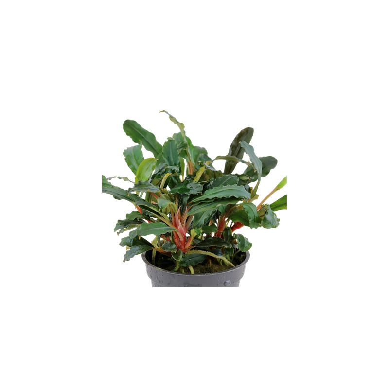 Tropica Bucephalandra sp. 'Red'