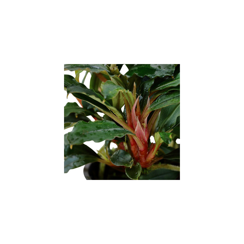 Tropica Bucephalandra sp. 'Red'