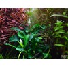 Tropica Bucephalandra pygmaea “Bukit Kelam“