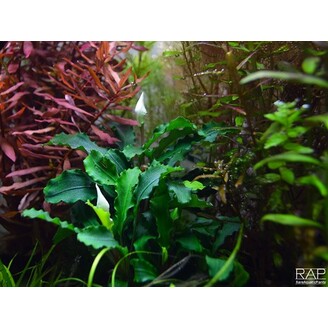 Tropica Bucephalandra pygmaea “Bukit Kelam“