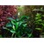 Tropica Bucephalandra pygmaea “Bukit Kelam“