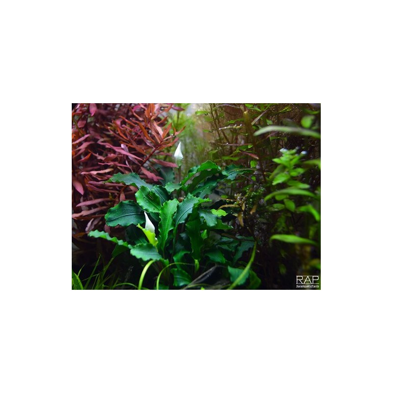 Tropica Bucephalandra pygmaea “Bukit Kelam“