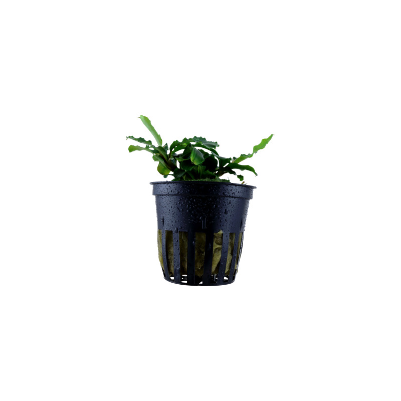 Tropica Bucephalandra pygmaea “Bukit Kelam“
