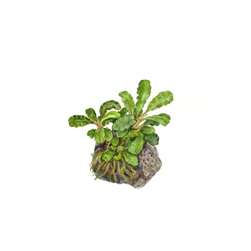 Tropica Bucephalandra pygmaea “Bukit Kelam“