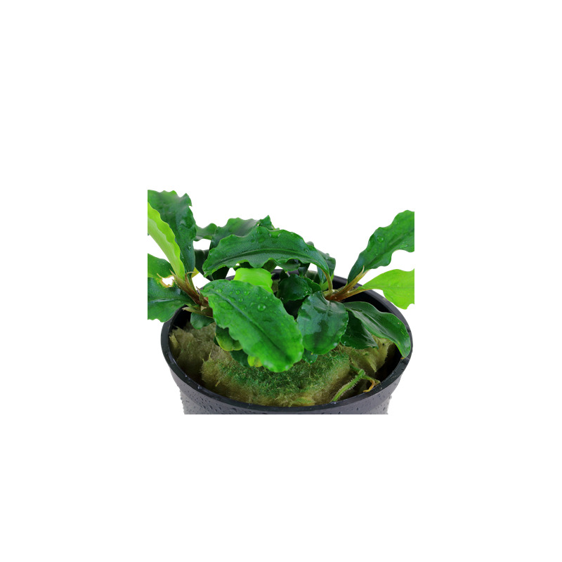 Tropica Bucephalandra pygmaea “Bukit Kelam“