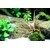 Tropica Cryptocoryne albida 'Brown'