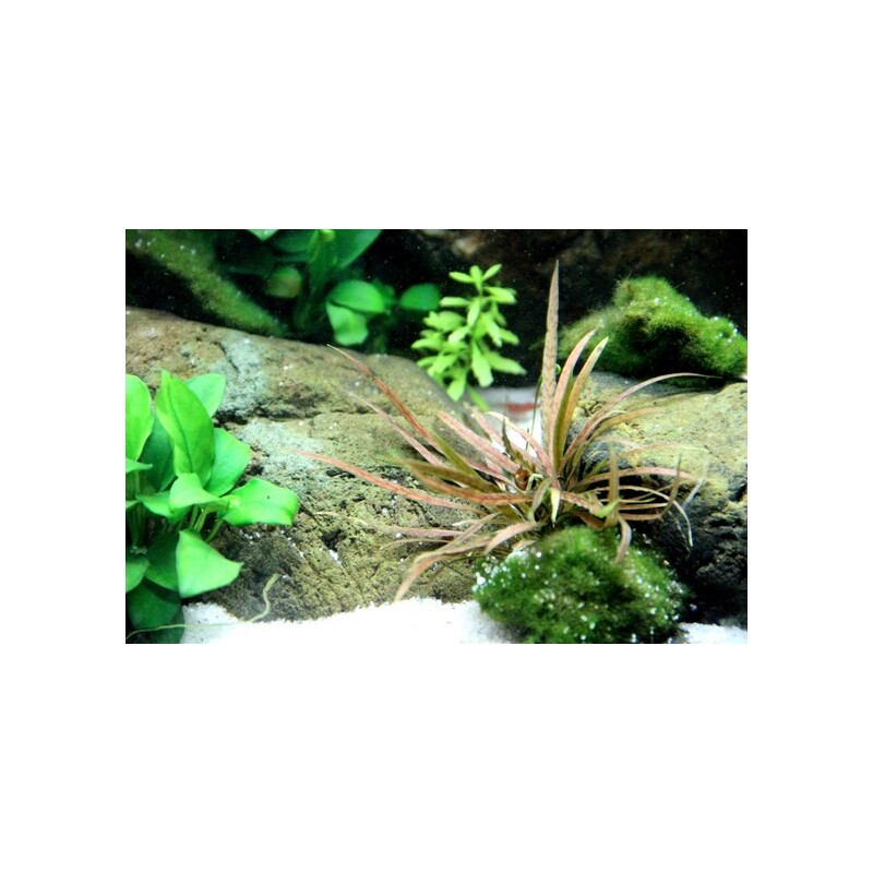 Tropica Cryptocoryne albida 'Brown'