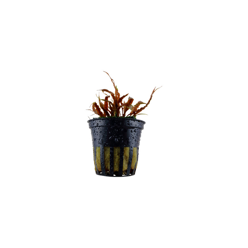 Tropica Cryptocoryne albida 'Brown'