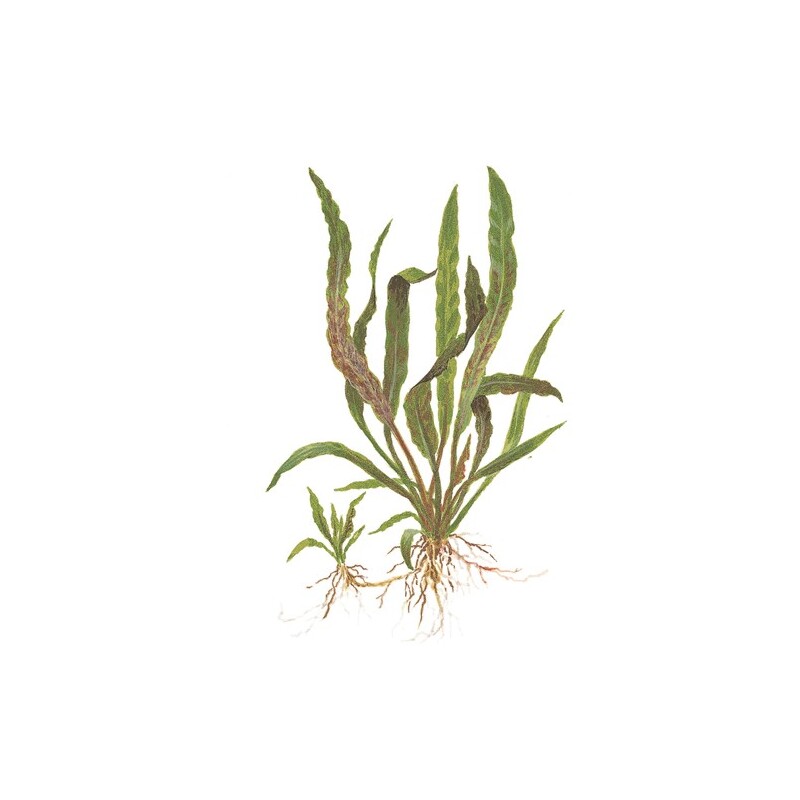Tropica Cryptocoryne albida 'Brown'