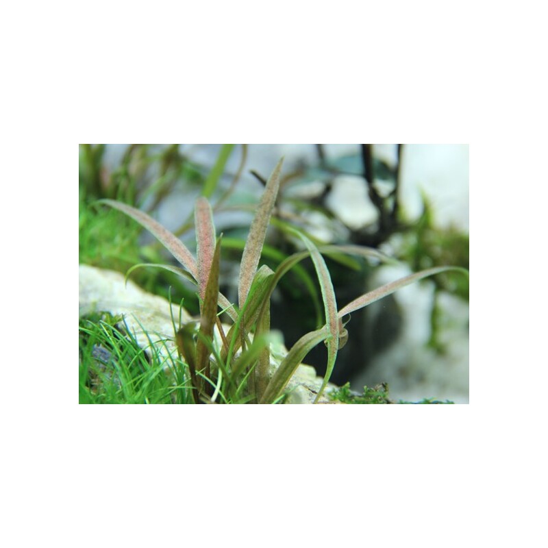 Tropica Cryptocoryne albida 'Brown'