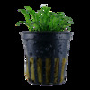 Tropica Cryptocoryne parva