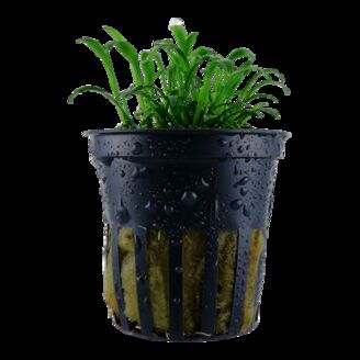 Tropica Cryptocoryne parva