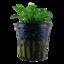 Tropica Cryptocoryne parva
