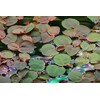 Tropica Phyllanthus fluitans 1-2 Grow!