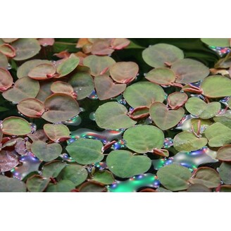 Tropica Phyllanthus fluitans 1-2 Grow!