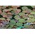 Tropica Phyllanthus fluitans 1-2 Grow!