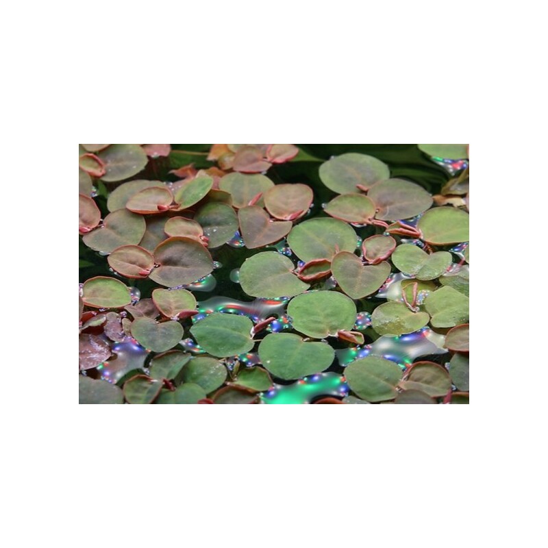 Tropica Phyllanthus fluitans 1-2 Grow!