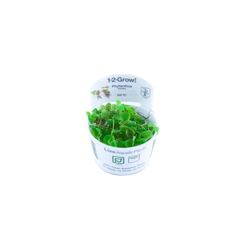 Tropica Phyllanthus fluitans 1-2 Grow!