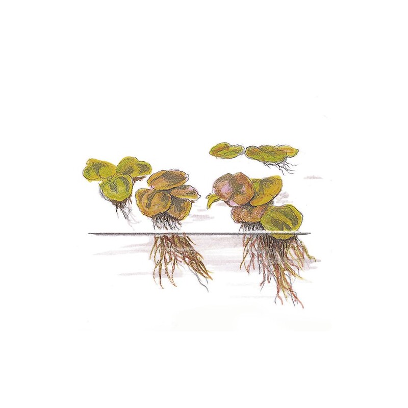 Tropica Phyllanthus fluitans 1-2 Grow!