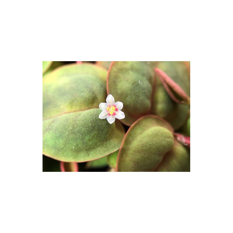 Tropica Phyllanthus fluitans 1-2 Grow!
