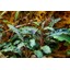 Tropica Bucephalandra 'Kedagang' 1-2 Grow!