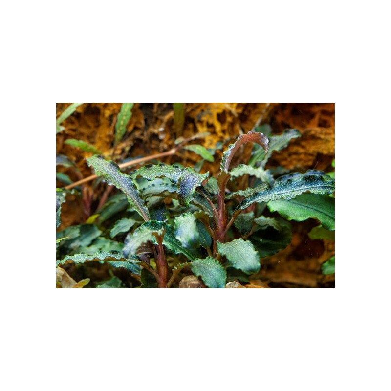 Tropica Bucephalandra 'Kedagang' 1-2 Grow!