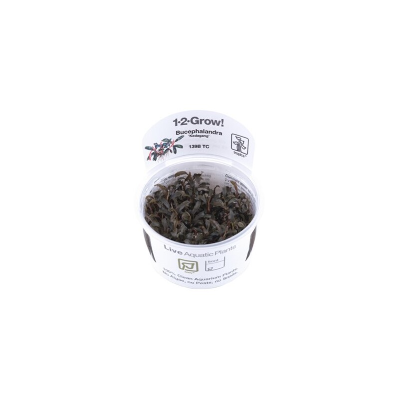 Tropica Bucephalandra 'Kedagang' 1-2 Grow!