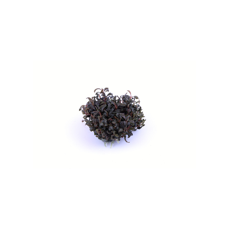 Tropica Bucephalandra 'Kedagang' 1-2 Grow!