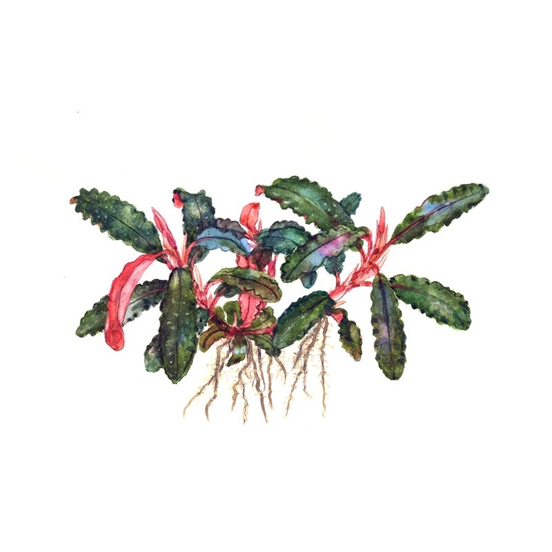 Tropica Bucephalandra 'Kedagang' 1-2 Grow!