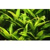 Tropica Hygrophila corymbosa 'Stricta'